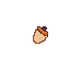 acorn