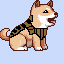 dog from war