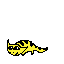 diplocaulus