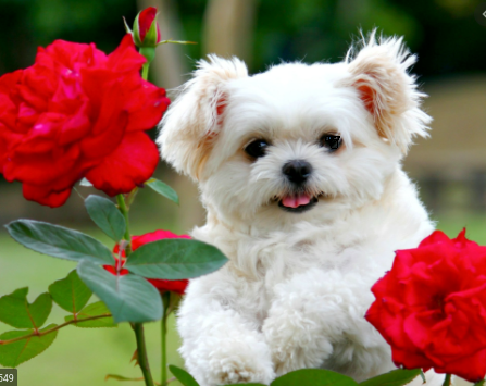 doggy on roses