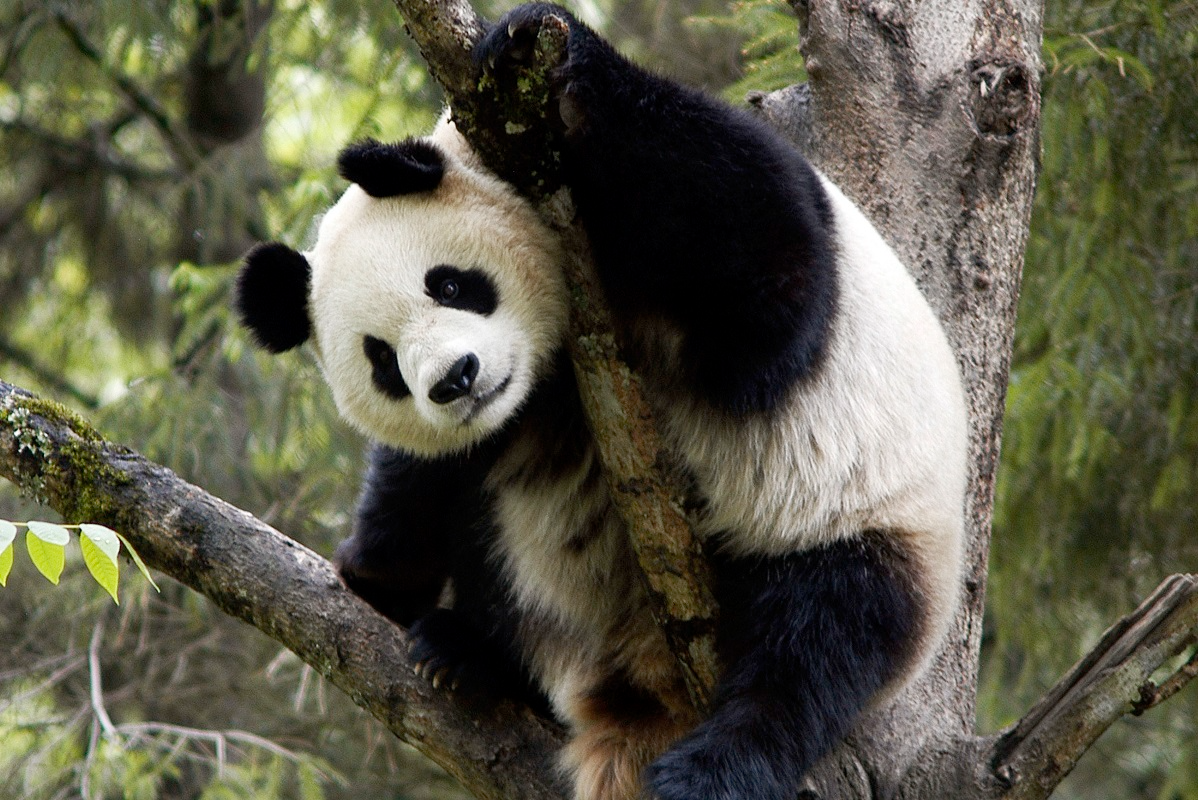panda anonimo