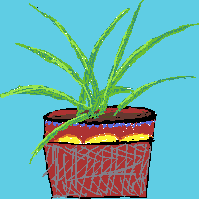 house plant