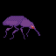 weevil