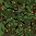 Sprite #80772